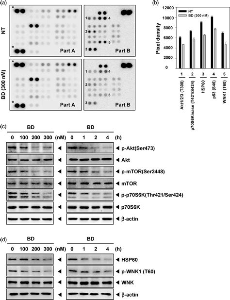 Brucein D Imparts A Growth Inhibitory Effect In Multiple Myeloma Cells