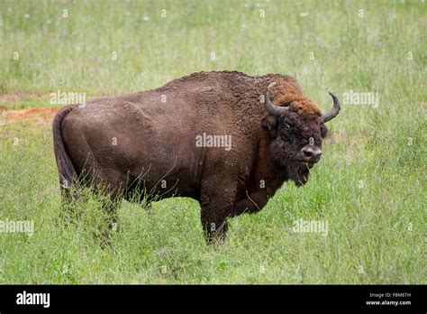 European bison, wisent, European wood bison, male, Wisent, Männchen ...