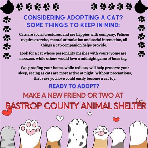 ready  adopt shelter pet safety net