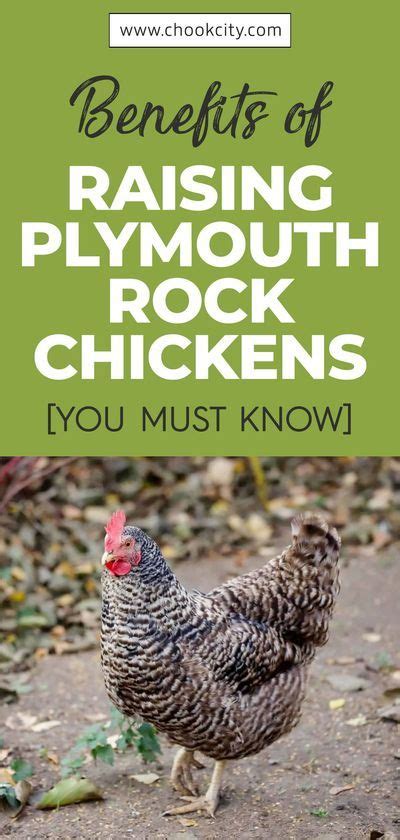 Plymouth Rock Chicken The Ultimate Breed Guide Artofit