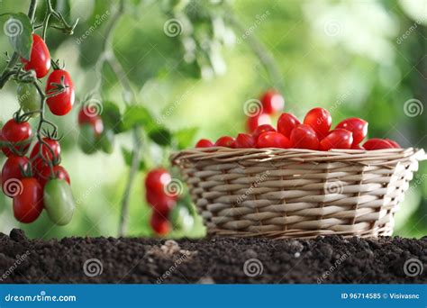 Cherry Tomatoes Basket Plants In Vegetable Garden Stock Image Image