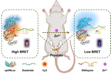 纳米人 Angew：生物发光传感器可利用与工程纳米荧光素酶结合的dna酶进行体内金属离子的比率成像