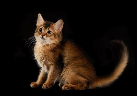 Somali Cat: Personality and Care - My Animals