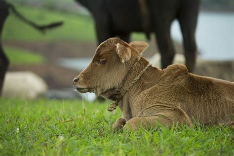 Free download | HD wallpaper: Baby, Farm, Calf, Feeding, Cow, Mother ...