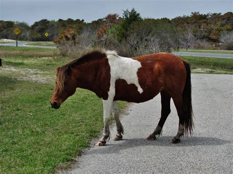 Where's Papa Dave II: Chincoteague Pony