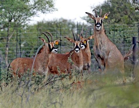 Pregnant Roan Cows for sale | Pymat Game Breeders - Thabazimbi ...