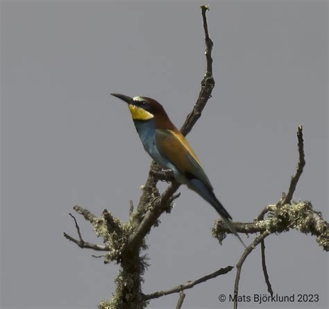 Birds Of Portugal Mats Björklund