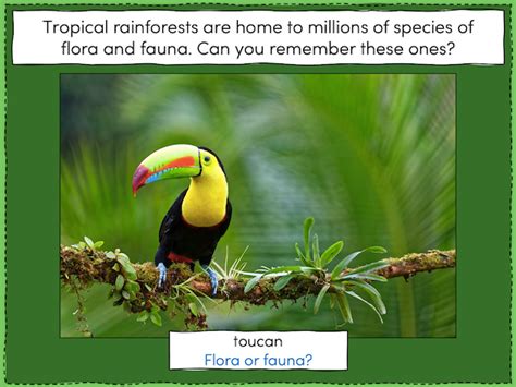 Identifying tropical rainforest animals - KS2 | Teaching Resources