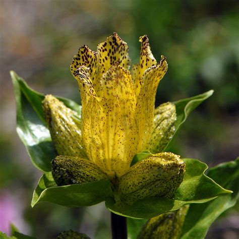 European Wild Plant Gentiana Punctata Spotted Gentian