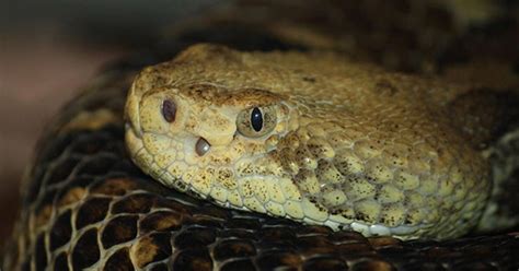 Pit Vipers Can Detect Prey Via Heat Amnh