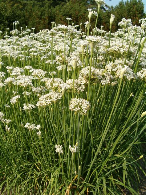 Allium tuberosum – Ballyrobert Gardens