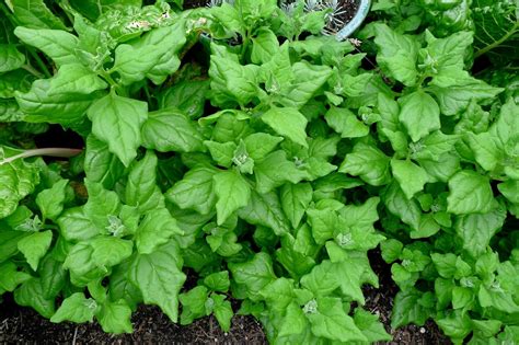 Less Noise More Green Edible Landscaping Project New Zealand Spinach