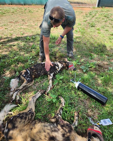 African Wildlife Vets – Protecting and Saving Wildlife Species