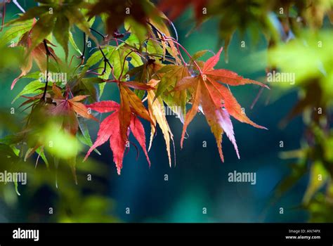 Japan Japanese Maple Acer Palmatum Autumn Colour Stock Photo Alamy