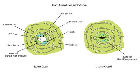 How Do The Guard Cells Regulate Opening And Closing Of Stomatal Pores