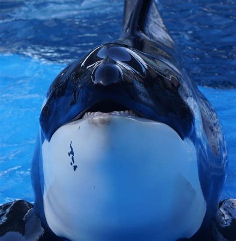 an orca whale with its mouth open sitting in the water at seaworld aquarium