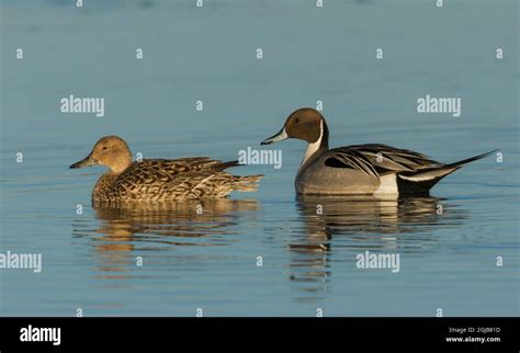 Northern Pintail Pair Stock Photo Alamy