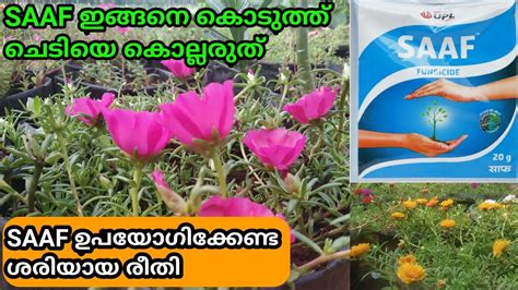 How To Use Saaf Fungicide On Plants In Right Methodsaaf ശരിയായ രീതിയി