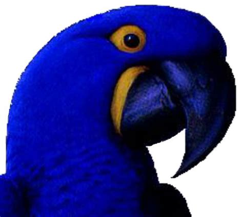 The habitat and status of Spix's Macaw Cyanopsitta spixii