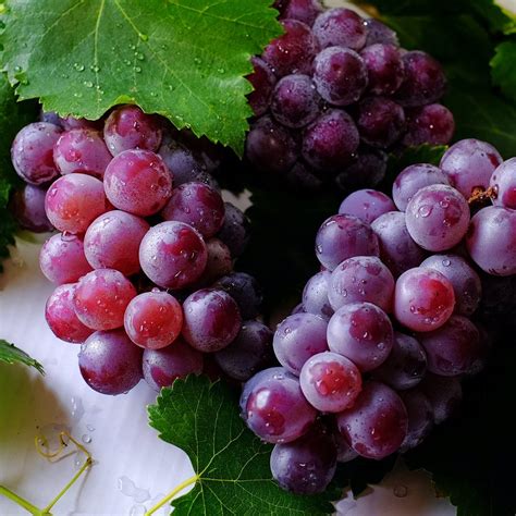 Natur Holistic Las propiedades del resveratrol y cómo tomarlo