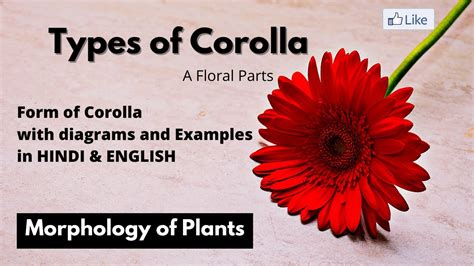 Types of Corolla | Corolla के प्रकार | parts of flowers - YouTube