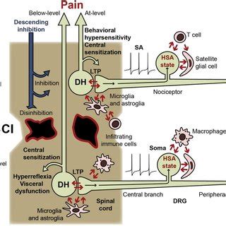 (PDF) Nociceptors as chronic drivers of pain and hyperreflexia after spinal cord injury: An ...