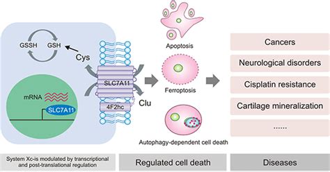 Slc A A Potential Target Via Induced Ferroptosis In Tumors