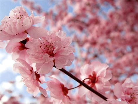 Globe Encyclopedia ...!!: Cherry Blossom...!!!