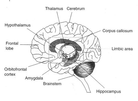 Parts Of The Brain Diagram Labeled