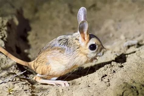 Fun Jerboa Facts For Kids | Kidadl