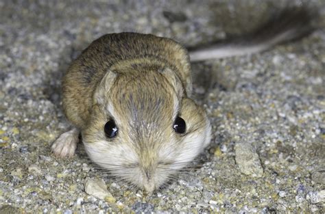 Definitive Guide To Merriams Kangaroo Rat Facts Habitat Conservation