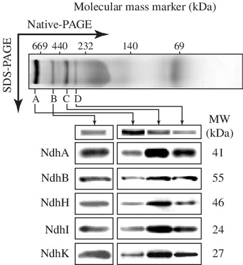 Western Blot Analysis Of Proteins In Bands A B C And D Using The Download Scientific Diagram