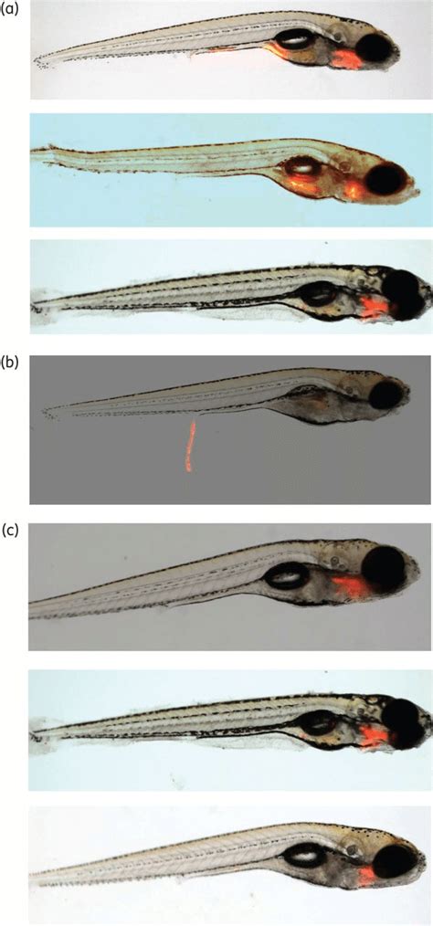 Natural exposure of zebrafish larvae to M. marinum results in transient ... 