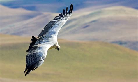 Cape Vulture Project Vulture