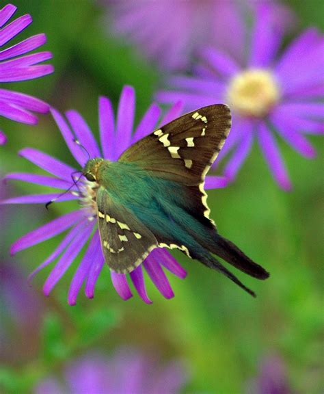 Long Tailed Skipper