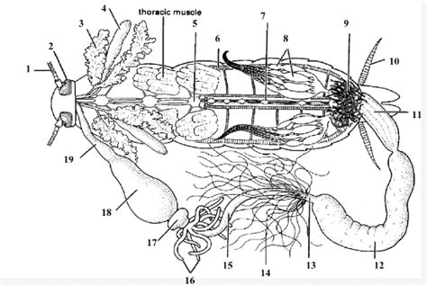 Cockroach Anatomy Diagram | Quizlet