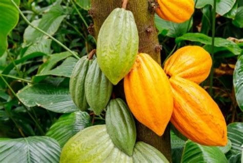 Le prix du kilogramme de cacao fixé à 825 FCFA en Côte dIvoire pour la