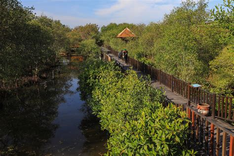 Keindahan Wisata Mangrove Surabaya Di Daerah Gunung Anyar Dan Wonorejo