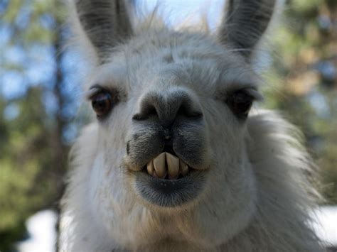 Llama Teeth Photograph By Daniela Kriva