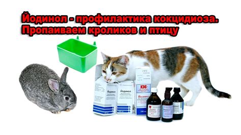 Почему Йодинол, почему не обычный Йод. Профилактика кокцидиоза. - YouTube