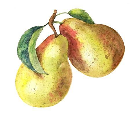 Premium Photo Watercolor Pear Branch Vintage Watercolor Illustration