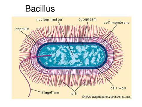 PPT - Rumen microbes PowerPoint Presentation, free download - ID:2316244