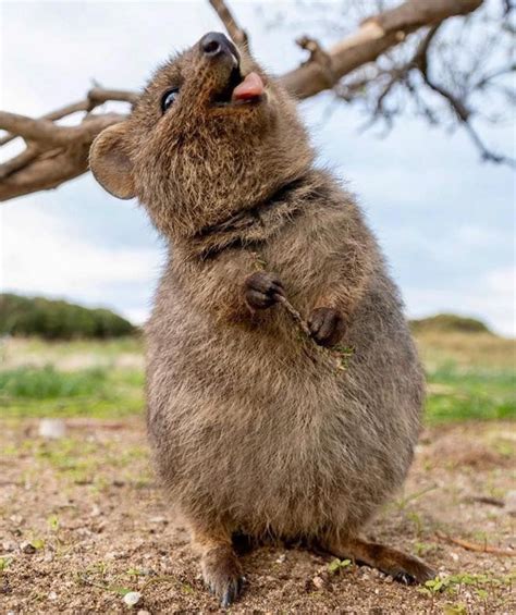 44 quokka selfies happiest australian animal that smiles to take a ...