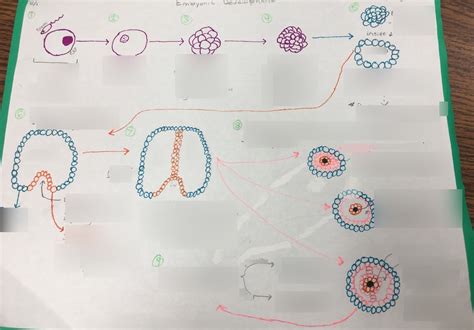 Embryonic Development Diagram Quizlet