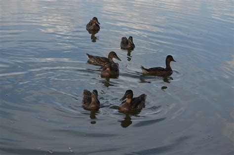 Kalhotky Ptactvo Jezero Fotografie Zdarma Na Pixabay Pixabay