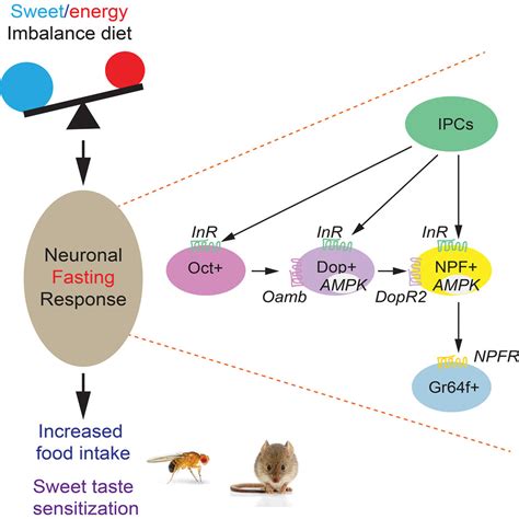 Sucralose Promotes Food Intake Through Npy And A Neuronal Fasting