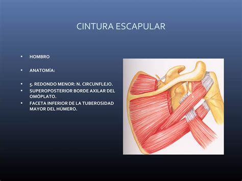 Anatom A De Cintura Escapular Ppt Descarga Gratuita