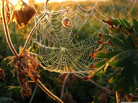 Spider Web Wallpaper Dew