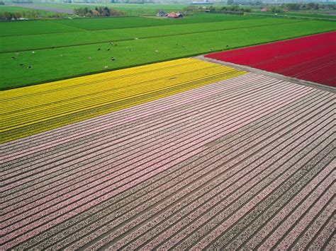 Aerial Drone View of Blooming Tulip Fields in Netherlands Stock Photo - Image of bird, tulip ...