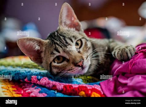 Cat Portrait Mixed Breed Cat Cat With Brindle Coat Stock Photo Alamy